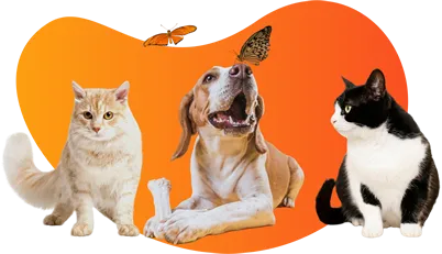 Convenio Microempresas de Colombia - Los Olivos